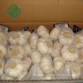 Wholesale China new crop white garlic fresh garlic price